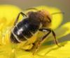 Andrena sp.